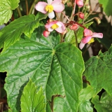 Foltz plant