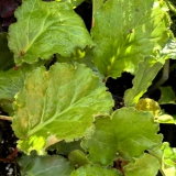 Foltz plant
