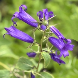 Foltz plant