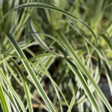 Foltz plant