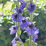 Foltz plant
