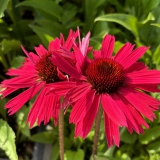 Foltz plant