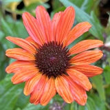 Foltz plant