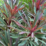 Foltz plant