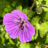 Foltz plant