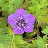 Foltz plant