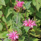 Foltz plant