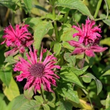 Foltz plant