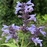 Foltz plant