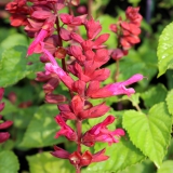 Foltz plant