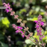 Foltz plant
