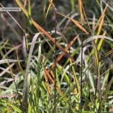 Foltz plant
