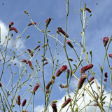 Foltz plant