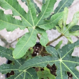 Foltz plant