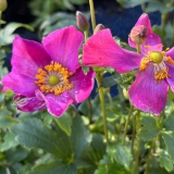 Foltz plant