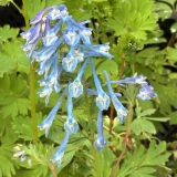 Foltz plant