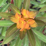 Foltz plant