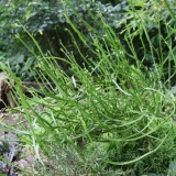 Foltz plant