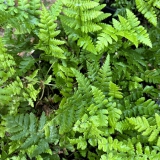 Foltz plant