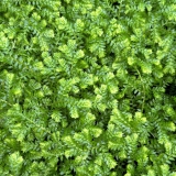 Foltz plant