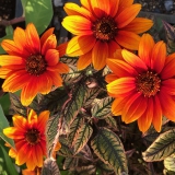 Foltz plant