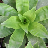 Foltz plant
