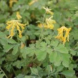 Foltz plant