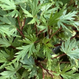 Foltz plant