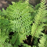 Foltz plant