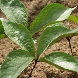 Foltz plant