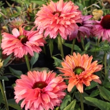 Foltz plant