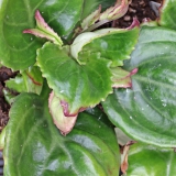 Foltz plant