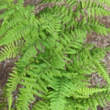 Foltz plant