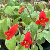 Foltz plant