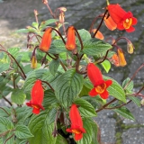 Foltz plant