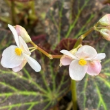 Foltz plant