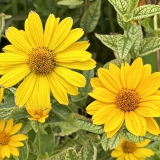 Foltz plant
