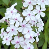 Foltz plant