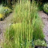 Foltz plant