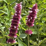 Foltz plant