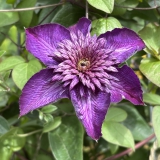 Foltz plant