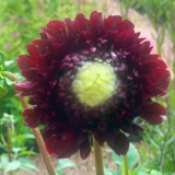 Foltz plant