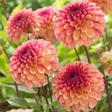 Foltz plant
