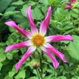 Foltz plant