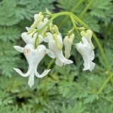 Foltz plant