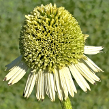 Foltz plant