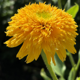 Foltz plant