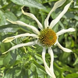 Foltz plant