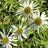 Foltz plant