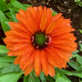 Foltz plant